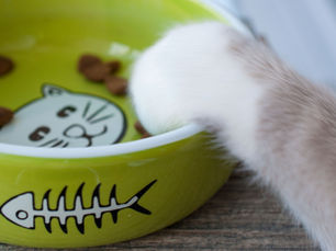 Ofrece Comida en Porciones Pequeñas: Cómo Adaptar la Alimentación de tu Gato Durante el Calor