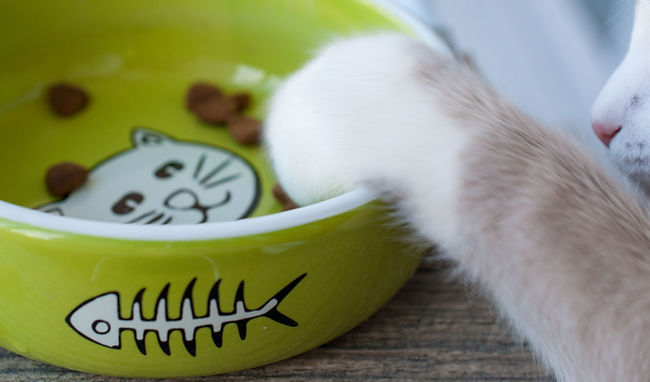 Cakar Kucing