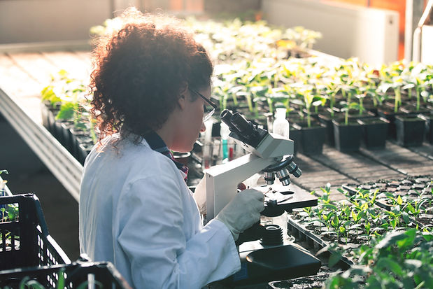 Scientist Examining Plants