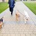 Walking Dogs