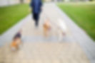 Walking Dogs