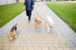 Dog Walking Courses & Qualifications