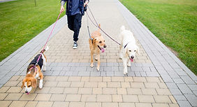 National Walking Month