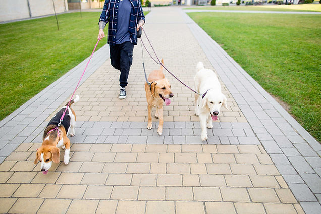 Walking Dogs