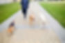 Walking Dogs