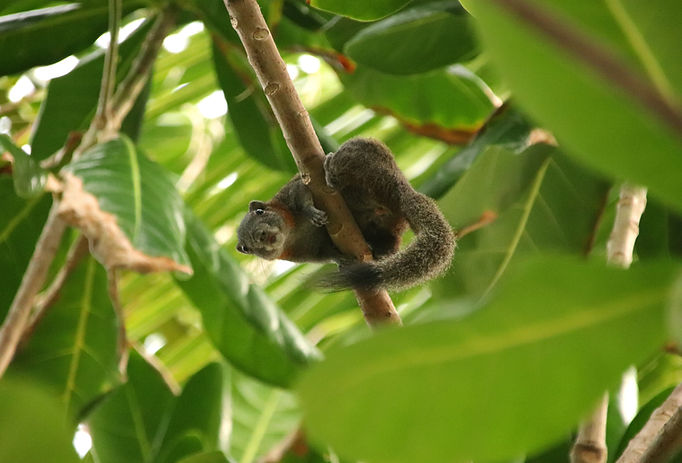 A squirrel on a tree