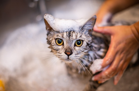 Chat en train d'être baigné