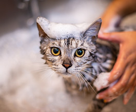 Having a Bath