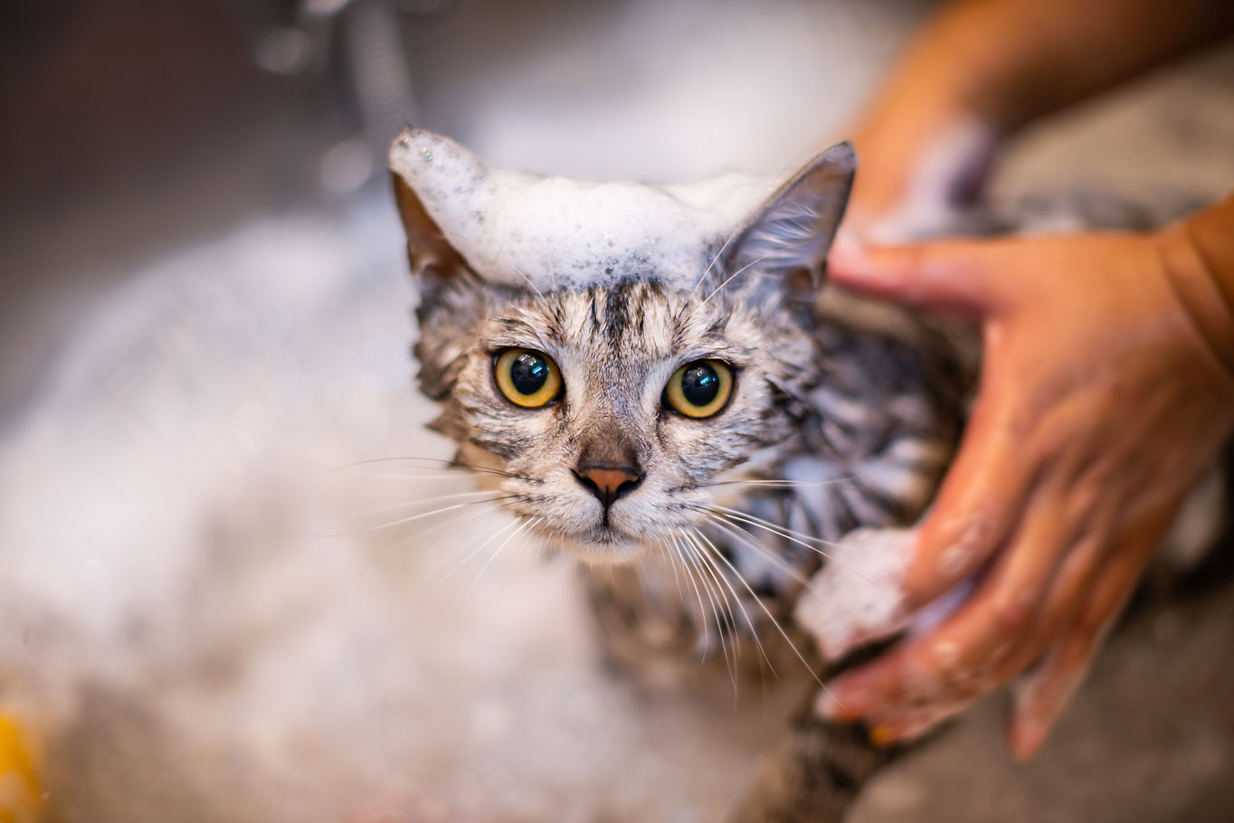 Cat Being Bathed