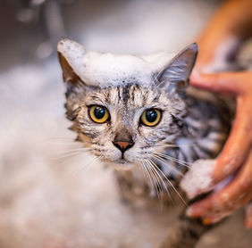 Cat Being Bathed