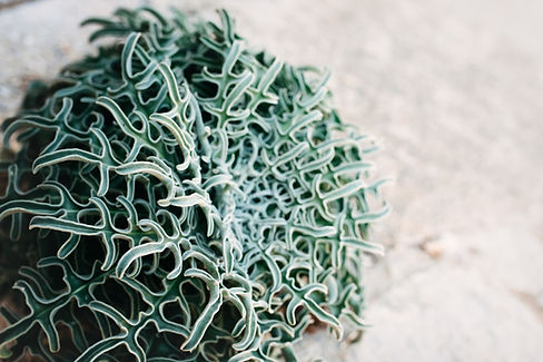 Bush
