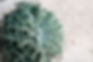 Bush