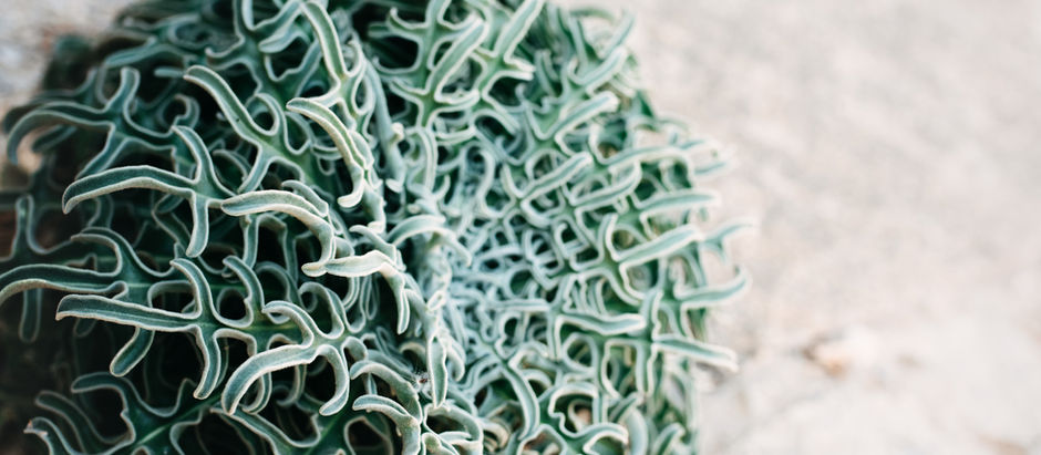 Hemp and seaweed based packaging