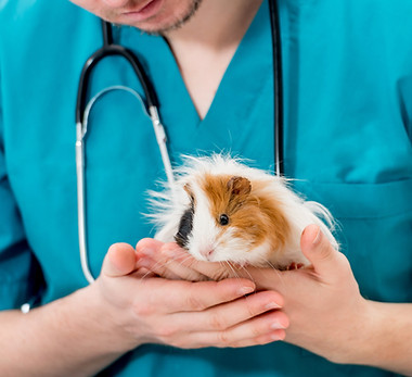 Hundesitter Tierheim Hamster Maus Meerschweinchen Ratte Degu Tiersitter Katzenpension Bürglen Weinfelden Thurgau