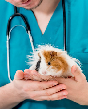 Vet Holding Guinea Pig