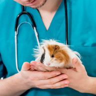 Tierarzt hält ein Meerschweinchen