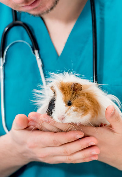 A vet holding a cute guinea pig