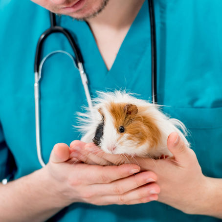 Essential Starter Kit for New Guinea Pig Owners