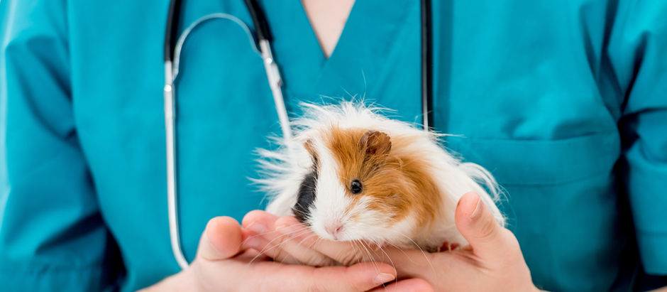 Essential Starter Kit for New Guinea Pig Owners