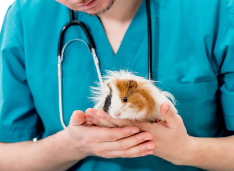 Vétérinaire tenant un cochon d’Inde