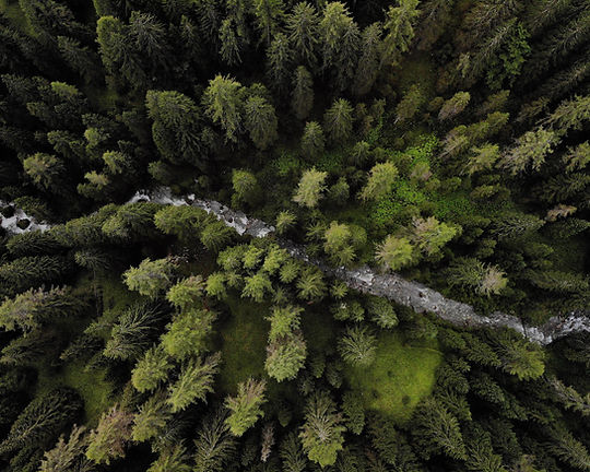 Foresta dall'alto