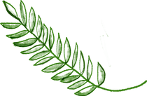 Feuilles