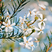 Fleurs blanches
