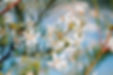 Flores blancas
