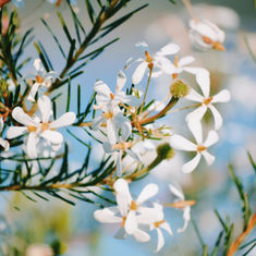 Choix de sujets à fleurs par votre coach en jardinage à Évran