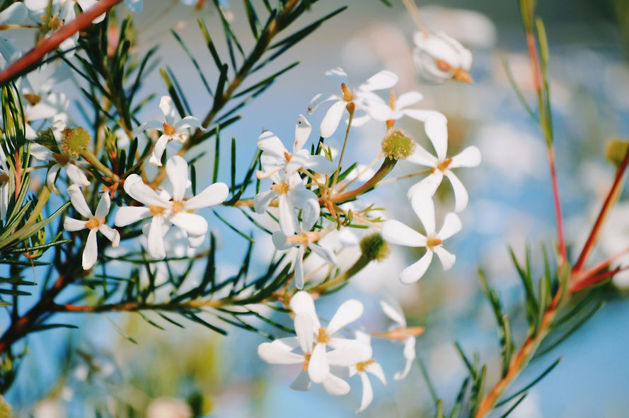 Banner de flores brancas.