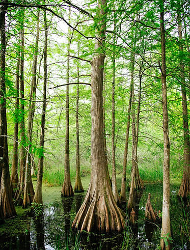 Tree of Life - Cypress trees in a forest