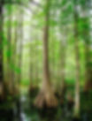 Tree Roots