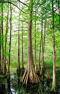 Tree Roots