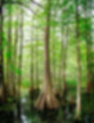 Cypress Trees Swamp