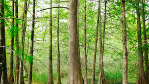 Grounding and Rootedness - Written for The Daily Wellness