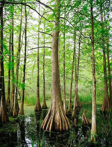 Tree Roots