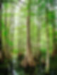 Tree Roots