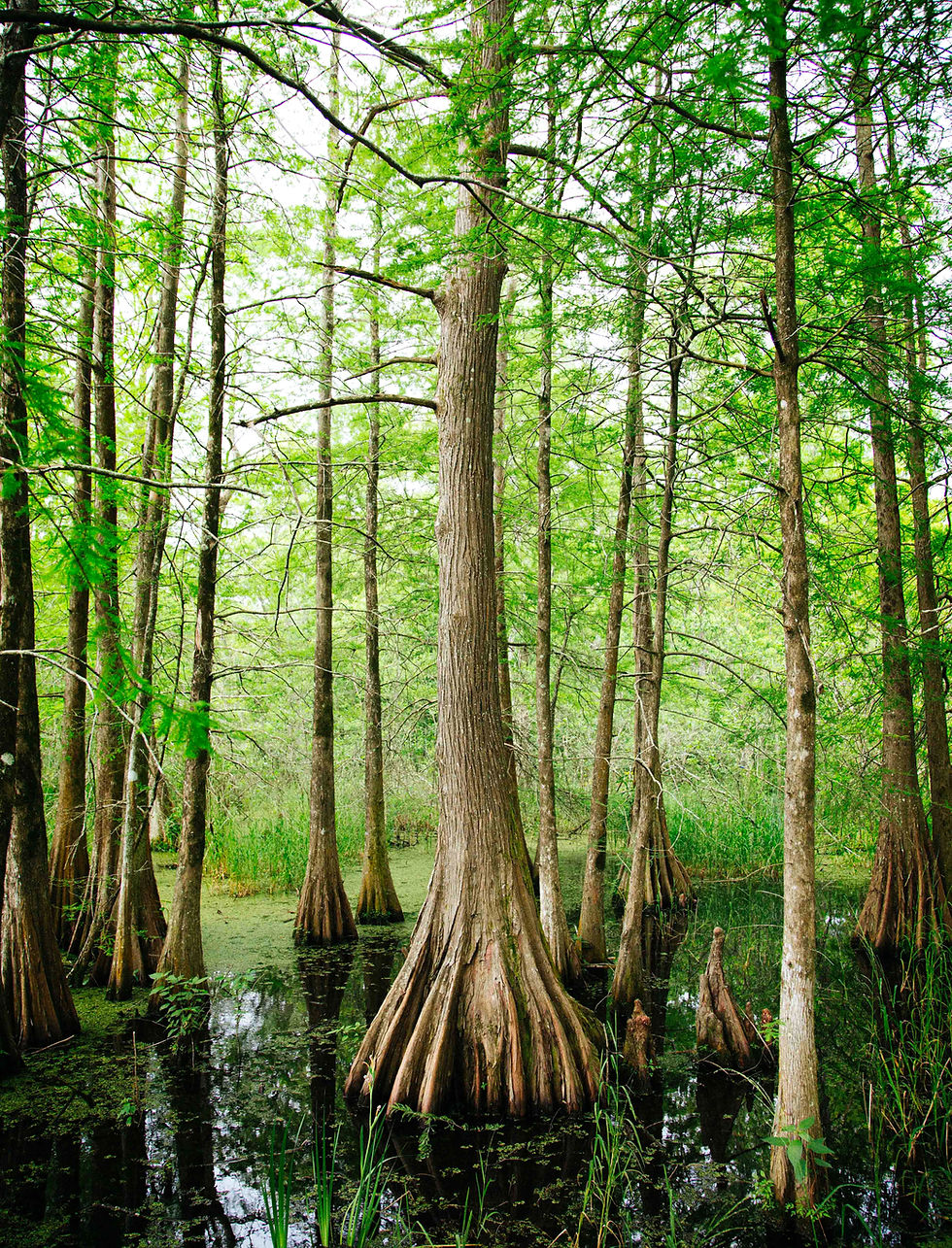 Cypress Trees Swamp