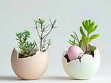Eggshell Plants 