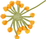 Bright_yellow_flower