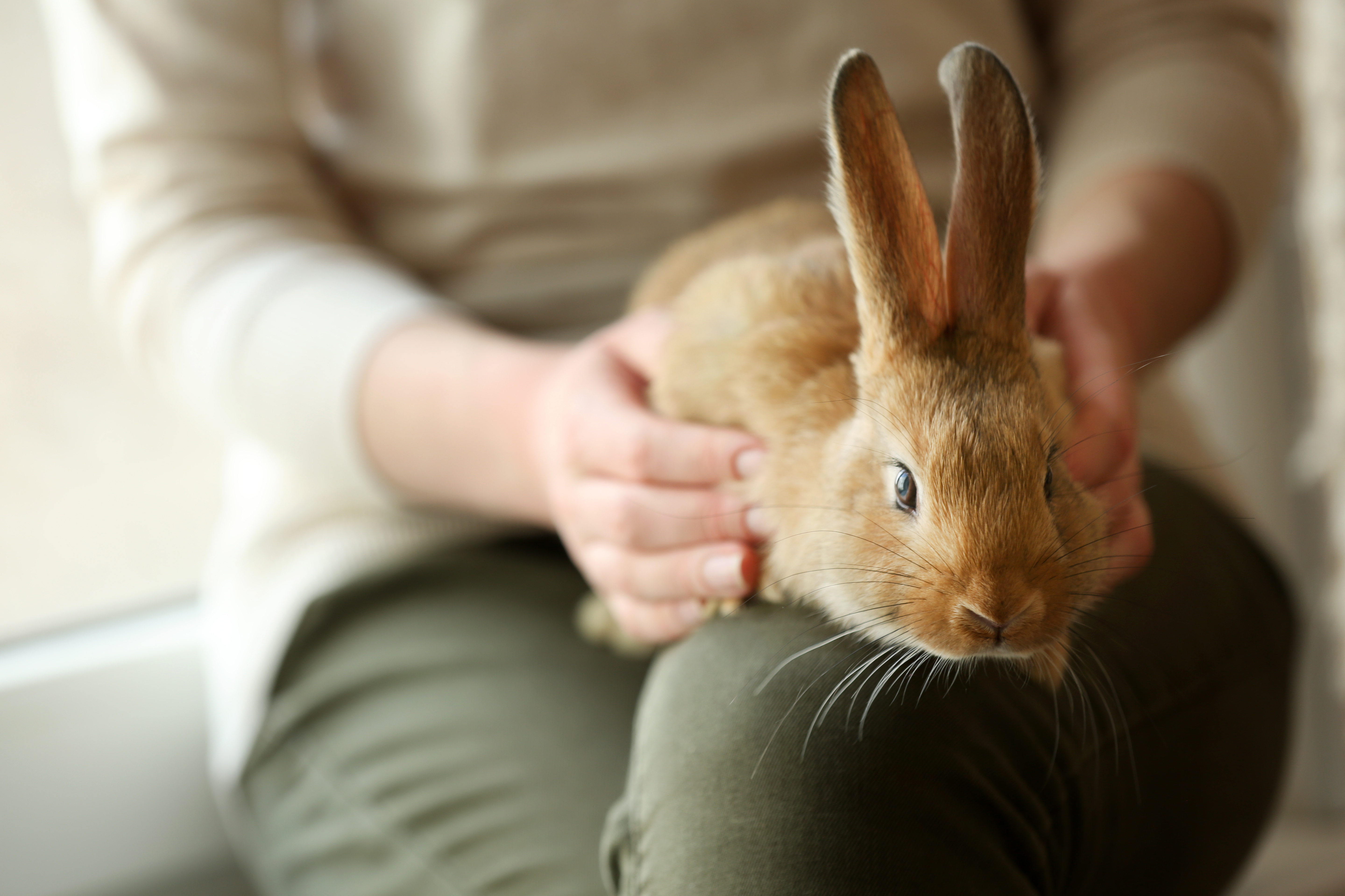 Handleiding voor dieren content media