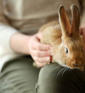 Pet The Bunny, bunny sitting, pet sitting