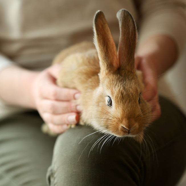 Person Holding Rabbit