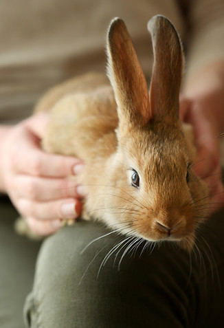 Pet The Bunny