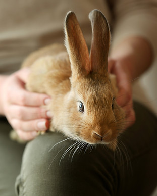 Pet The Bunny