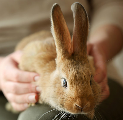 lapin médiation animal