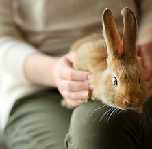 Acariciar el conejito