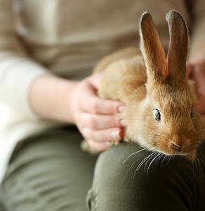 Person Holding Rabbit