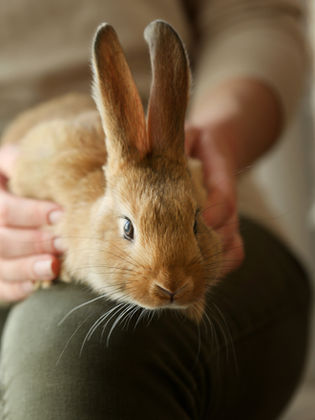 woman holding a rabbit