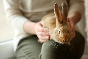 Personne tenant un lapin